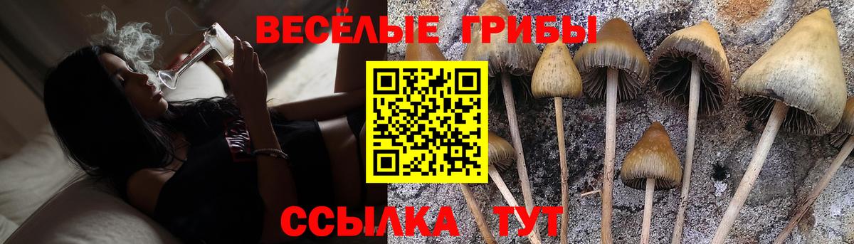 Псилоцибиновые грибы Psilocybe  Вход с VPN  Минеральные Воды 